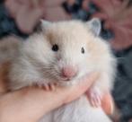 Jonge goudhamsters handtam en gewend aan kinderen, Dieren en Toebehoren, Knaagdieren, Hamster, November, Meerdere dieren, Tam