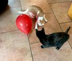 2 super leuke gezellige kittens beschikbaar, Dieren en Toebehoren, Katten en Kittens | Overige Katten, Meerdere dieren