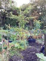Eik van ca. 3 meter hoog, Volle zon, Lente, 250 tot 400 cm, Overige soorten