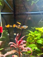 Guppy mannen 5 stuks, Dieren en Toebehoren, Vis
