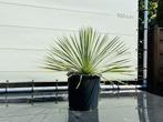 Palmboom - Yucca Rostrata - hoogte 60-70 cm, Tuin en Terras, Planten | Bomen, In pot, Minder dan 100 cm, Halfschaduw, Zomer