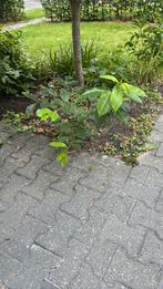 Gratis plant, Tuin en Terras, Planten | Tuinplanten, Ophalen of Verzenden, Zomer