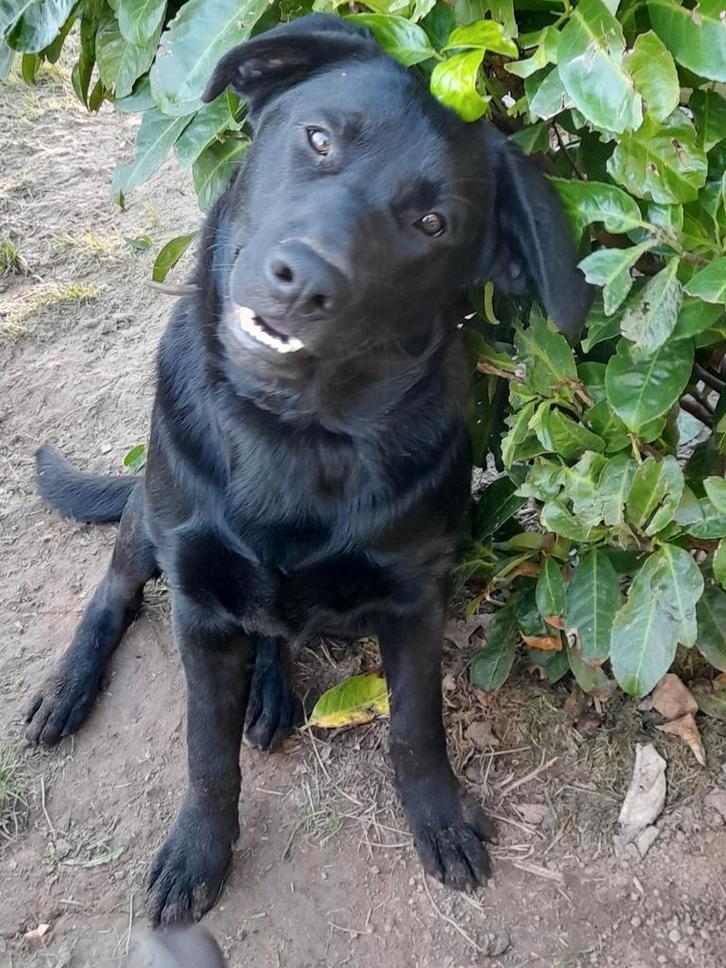 Nog 3 witte herder x zwarte labrador pubers te koop, Dieren en Toebehoren, Honden | Niet-rashonden, Groot, Meerdere dieren, Particulier