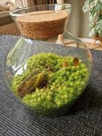 Plant terrarium met Jewel Orchids., Huis en Inrichting, Kamerplanten, Ophalen, Overige soorten, Minder dan 100 cm