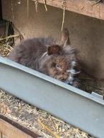 Konijn zoekt nieuw maatje, Dieren en Toebehoren, Konijnen, Mannelijk