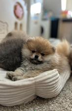 Pomeriaan pup’s, België, Particulier, 8 tot 15 weken, Meerdere
