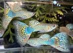 🟢Snakeskin Green Guppen🟢, Dieren en Toebehoren, Vissen | Aquariumvissen, Vis, Zoetwatervis, Schoolvis