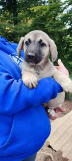 Raglan – klein vechtertje zoekt een warm thuis, Particulier, Rabiës (hondsdolheid), 15 weken tot 1 jaar, Reu