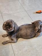 Shih tzu geboren, Dieren en Toebehoren, Honden | Chihuahua's en Gezelschapshonden, Overige rassen, 8 tot 15 weken, Meerdere, Meerdere dieren