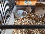 Chineese dwergkwartels, Dieren en Toebehoren, Vogels | Overige Vogels, Meerdere dieren, Tropenvogel