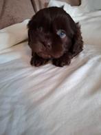 Prachtig nestje boomers 5 teefjes 3 reutjes, Dieren en Toebehoren, Overige rassen, 8 tot 15 weken, Parvo, Meerdere