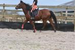Knappe , 5 jarige, bruine ruin, E pony (1.48m - 1.57m), B, Ruin, 3 tot 6 jaar