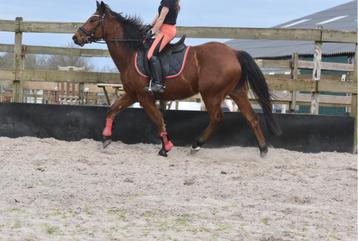 Knappe , 5 jarige, bruine ruin beschikbaar voor biedingen