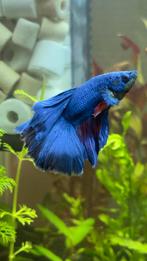 Prachtige blauwe Betta (Kempvis), Dieren en Toebehoren, Vissen | Aquariumvissen, Vis