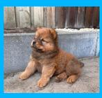 Chow chow pups nog 3 beschikbaar, Dieren en Toebehoren, Honden | Poolhonden, Keeshonden en Oertypen, 8 tot 15 weken, Poolhond
