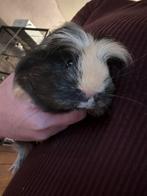 Twee lieve cavia s met mooi hok deze kan niet uitelkaar, Cavia, Mannelijk, November, Tam