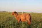 Coburger Fuchs ram, Mannelijk, Schaap