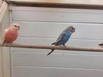 Blauwe pop split blackface, Dieren en Toebehoren, Vogels | Parkieten en Papegaaien, Vrouwelijk, Parkiet, Geringd