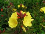 Vaste plant : Teunisbloem 2 euro, Vaste plant, Halfschaduw, Zomer, Ophalen