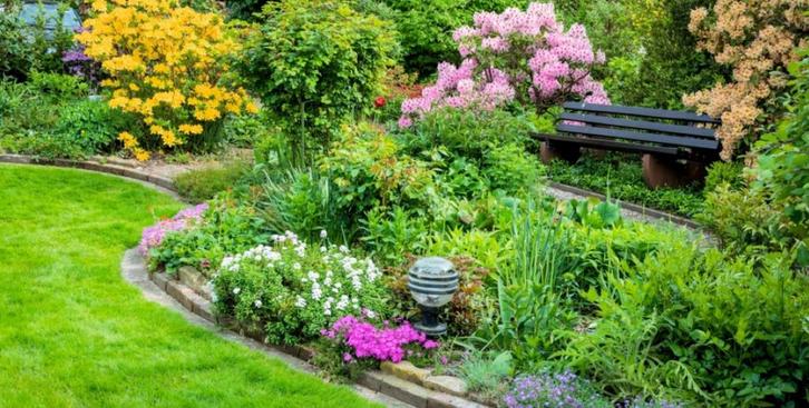 Tuinman tuinvrouw aangeboden, Tuin en Terras, Planten | Bomen, Overige soorten, 100 tot 250 cm, Halfschaduw, Zomer, Ophalen