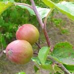 10 laagstam appelbomen | Corazon fruitbomen actie, Tuin en Terras, Ophalen of Verzenden, 100 tot 250 cm, Appelboom, Lente