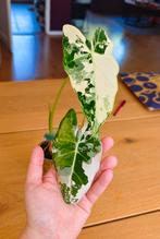 Alocasia frydek variegata, Ophalen, Overige soorten, Minder dan 100 cm