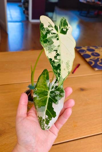 Alocasia frydek variegata  beschikbaar voor biedingen