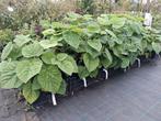 Paulownia tomentosum, paulowna tomentosa Anna palowna, Ophalen of Verzenden, Zomer, Vaste plant, Volle zon