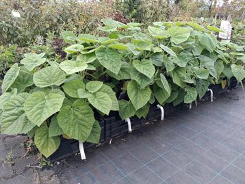 Paulownia tomentosum, paulowna tomentosa Anna palowna beschikbaar voor biedingen