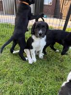 Lieve Stabij x Labrador pups op zoek naar een gouden mand!, Dieren en Toebehoren, Honden | Niet-rashonden, Reu, 8 tot 15 weken