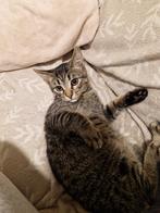 Kittens for adoption, Dieren en Toebehoren, Katten en Kittens | Dekkaters