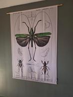 Decoratief wandkleed sprinkhaan., Ophalen