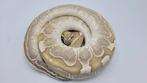 0.1 Bamboo Desert Ghost proven    breeder ball python regius, Slang