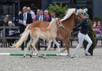 1e premie haflinger hengst veulen, Dieren en Toebehoren, Pony's, Gechipt, Niet van toepassing, Hengst, 3 tot 6 jaar