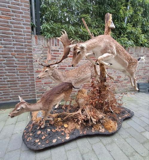 Opgezette herten familie taxidermie opgezet jacht schedel, Verzamelen, Dierenverzamelingen, Opgezet dier, Hert, Ophalen