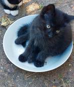 Kittens te koop, Dieren en Toebehoren