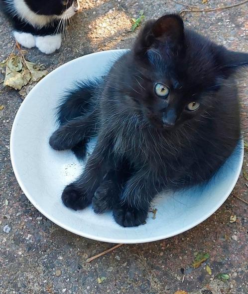 Kittens te koop, Dieren en Toebehoren, Katten en Kittens | Dekkaters