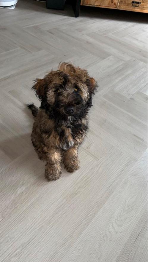 Tibetaanse terrier, Dieren en Toebehoren, Honden | Chihuahua's en Gezelschapshonden, Reu, Overige rassen, Particulier, Eén hond