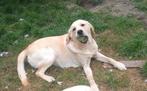 Dekreu, Dieren en Toebehoren, Rabiës (hondsdolheid), Reu, 1 tot 2 jaar, Eén hond