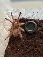 Vogelspin, Dieren en Toebehoren, Insecten en Spinnen, Spin of Schorpioen