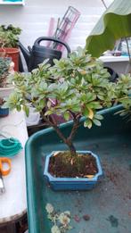 Bonsai Satsuki Azalea, Halfschaduw, Overige soorten, Lente, Minder dan 100 cm