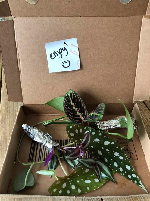 Stekpakket, Huis en Inrichting, Kamerplanten, Overige soorten, Minder dan 100 cm, Ophalen of Verzenden