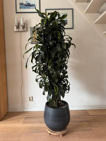 Dracaena Dorado vertakt - DRAKENBLOEDBOOM beschikbaar voor biedingen