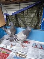 Jonge postduiven, Dieren en Toebehoren, Vogels | Duiven, Meerdere dieren, Postduif