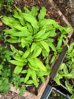 Russische Smeerwortel Bocking 14 planten / wortelstokken, Ophalen, Overige soorten, Volle zon