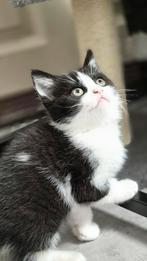 Kittens, Dieren en Toebehoren