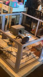 Gezocht cavia zeugjes, Dieren en Toebehoren, Knaagdieren, Cavia, Vrouwelijk, Januari, Tam