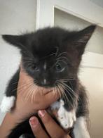sphynx X ragdoll, Poes