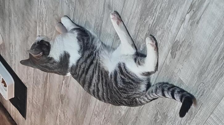 Kat, Dieren en Toebehoren, Vermiste en Gevonden Dieren, Kat