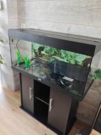 Juwel aquarium, Dieren en Toebehoren, Vissen | Aquaria en Toebehoren, Ophalen, Gebruikt, Leeg aquarium